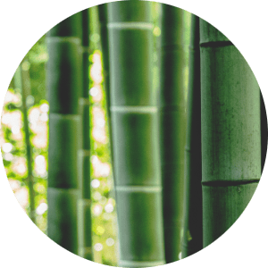 Bambus pochodzenie oraz proces pozyskiwania